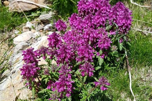 Whorled lousewort