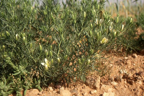 Syrian-rue