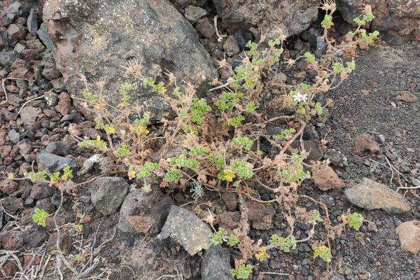 Rose scented geranium