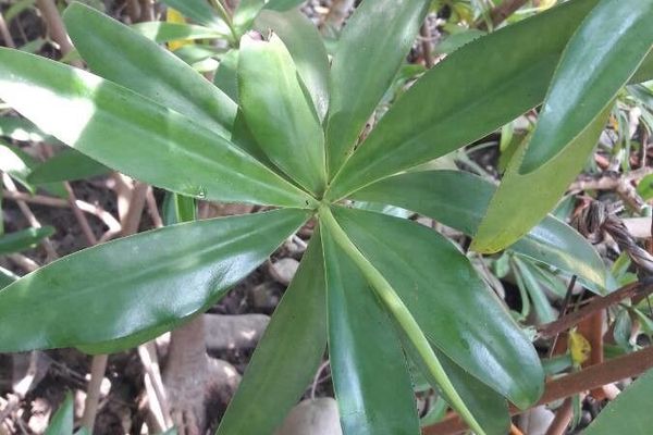 Tea mangrove