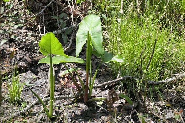 Green arrow arum