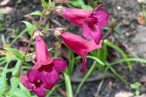 Beardlip penstemon