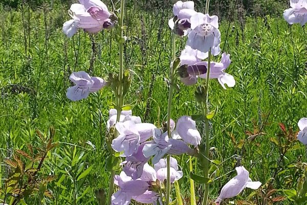 Cobaea beardtongue