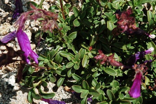 Davidson's penstemon