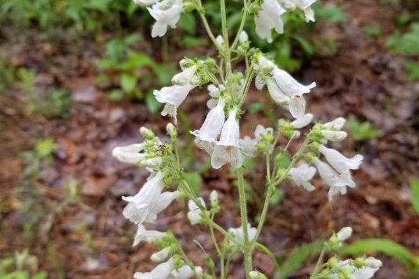 Talus slope penstemon