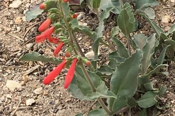 Eaton's penstemon