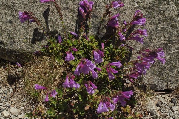 Bush penstemon