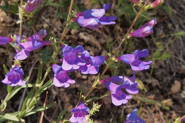 Bunchleaf penstemon