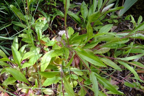 Northeastern beardtongue
