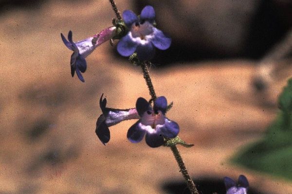 Low penstemon