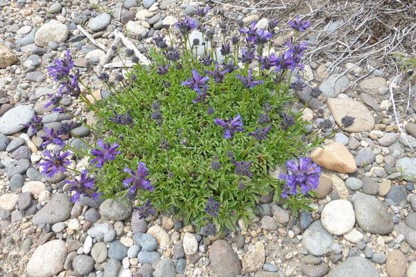 Small-flower penstemon