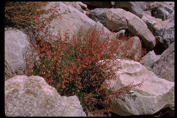Bridges's penstemon