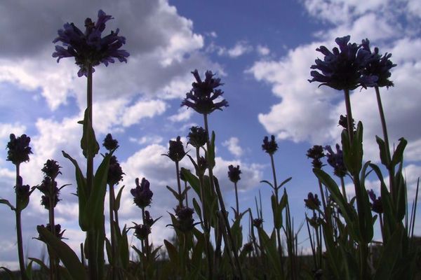 Rydberg's beardtongue