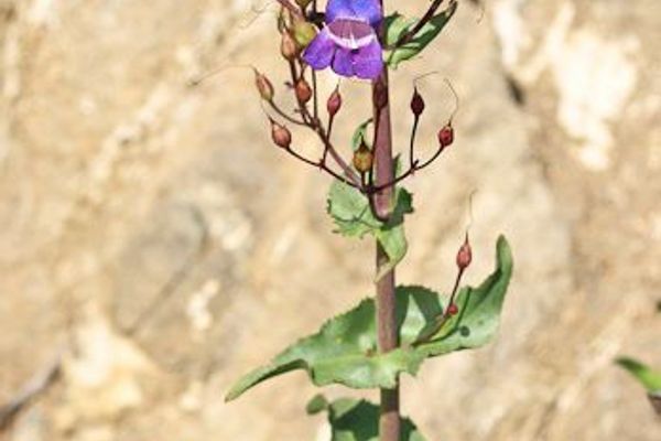 Showy penstemon