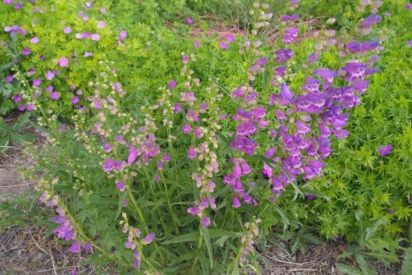Rocky mountain penstemon