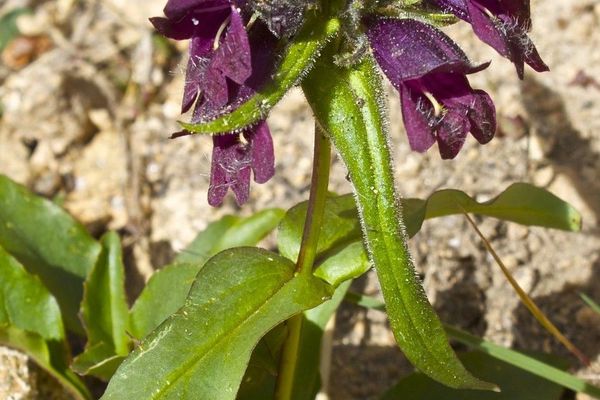Whipple's penstemon
