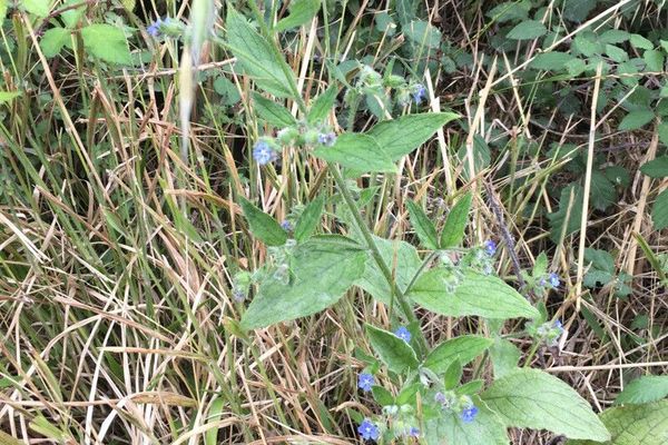 Evergreen bugloss