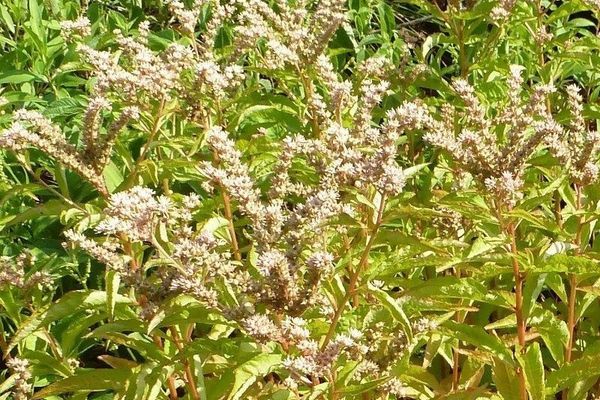 Ditch-stonecrop