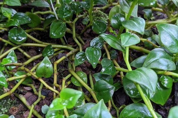 Arid-land peperomia