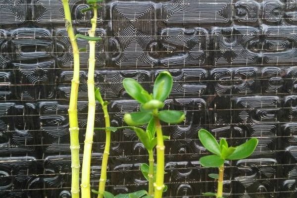Needle-leaf wax plant
