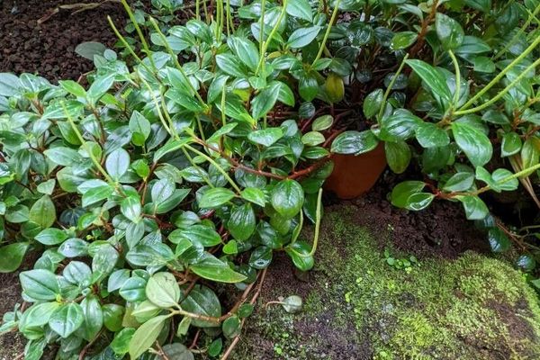 Cypress peperomia