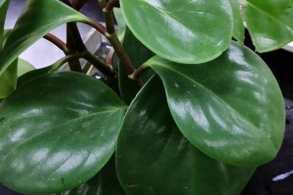 American rubberplant