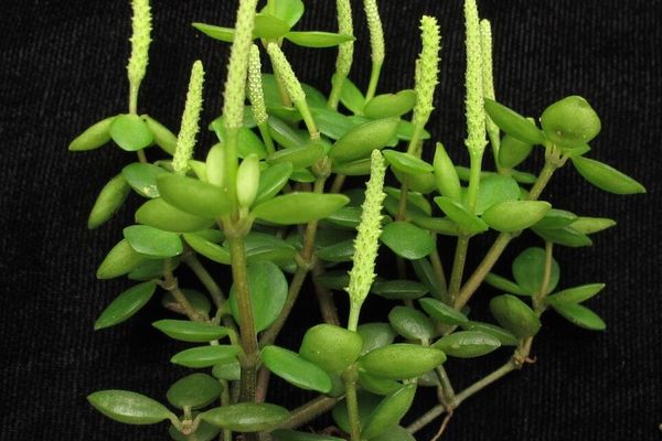 Acorn peperomia