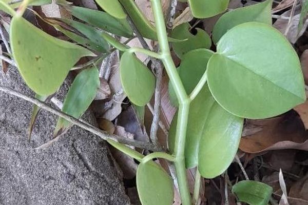 Brazilian peperomia