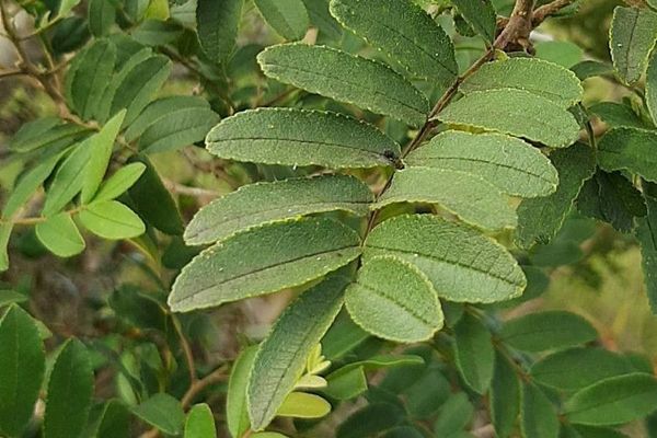 Pera glabrata