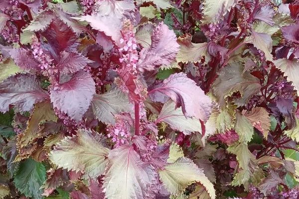 Beefsteak-mint