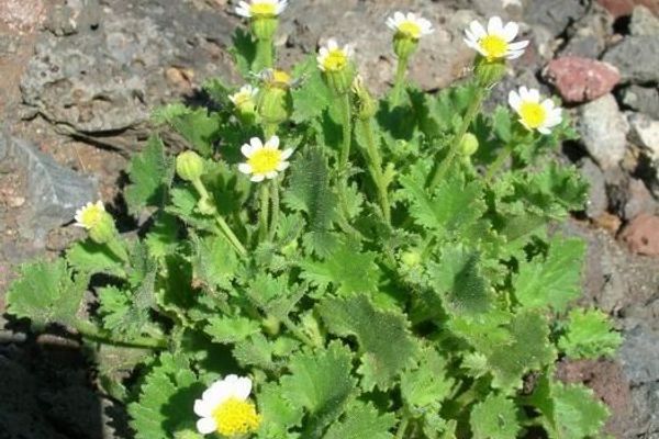 Emory's rock daisy