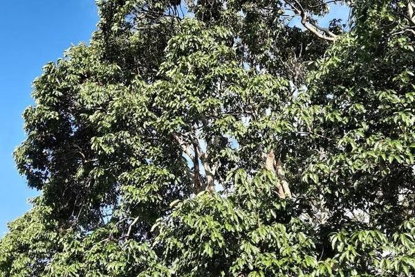 A tropical laural