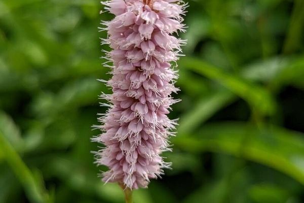 Adder-wort