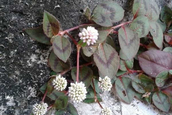 Japanese knotweed
