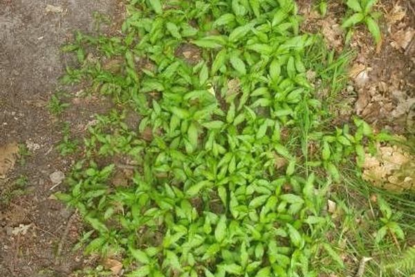 Marsh-pepper smartweed