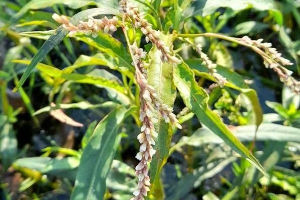 False water-pepper