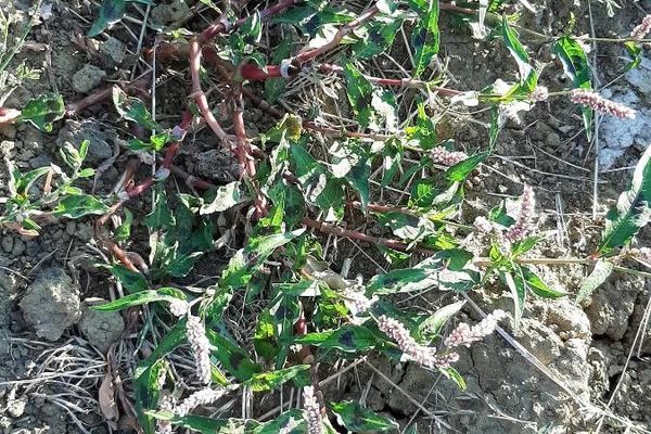 Pale knotweed