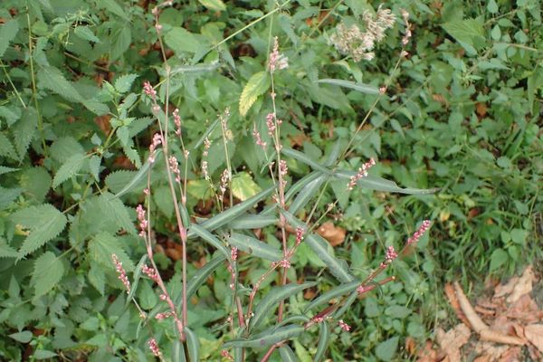 Small water-pepper