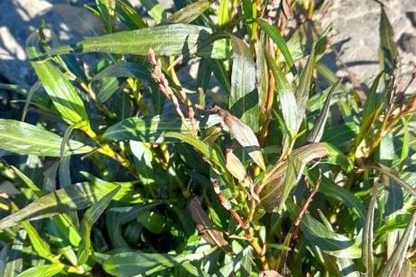 Dotted smartweed