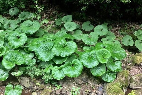 White butterbur