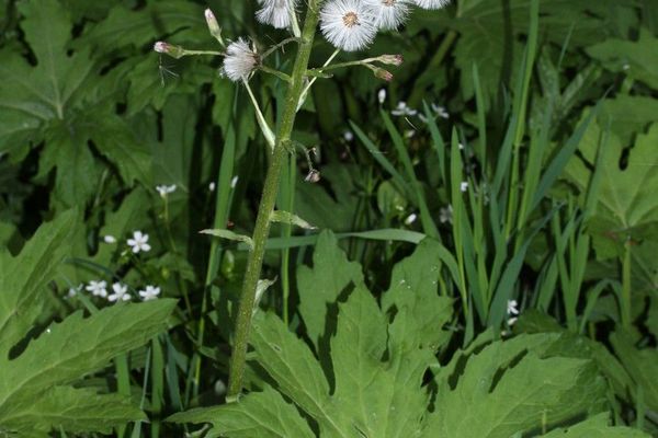 Arctic butterbur