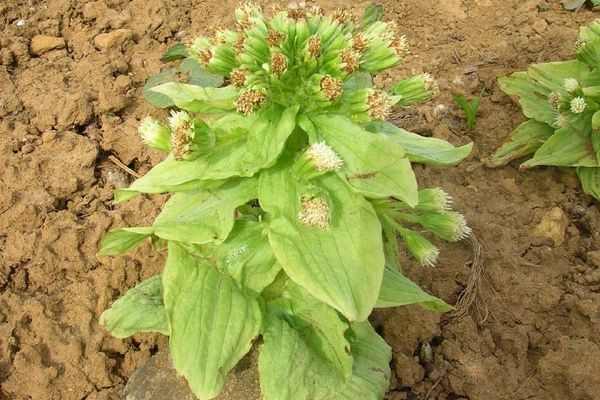 Great butterbur