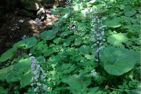 Alpine butterbur