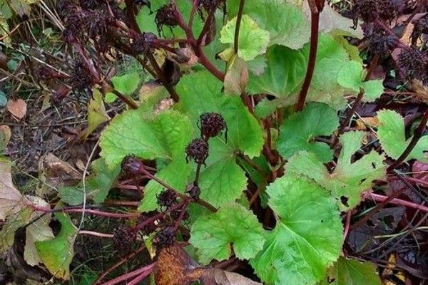 Winter heliotrope