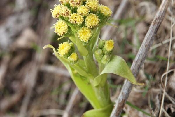 Petasites spurius