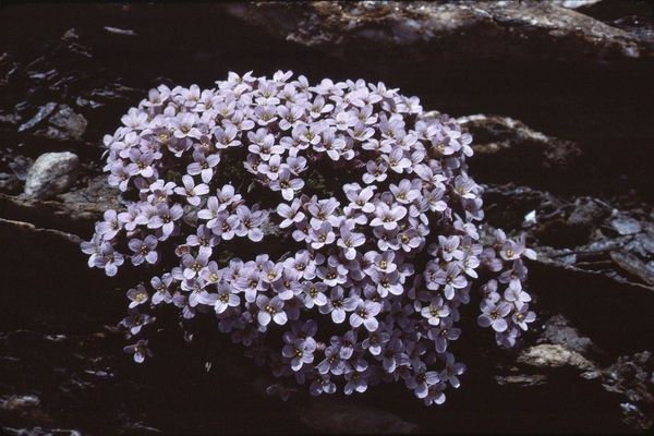 Petrocallis