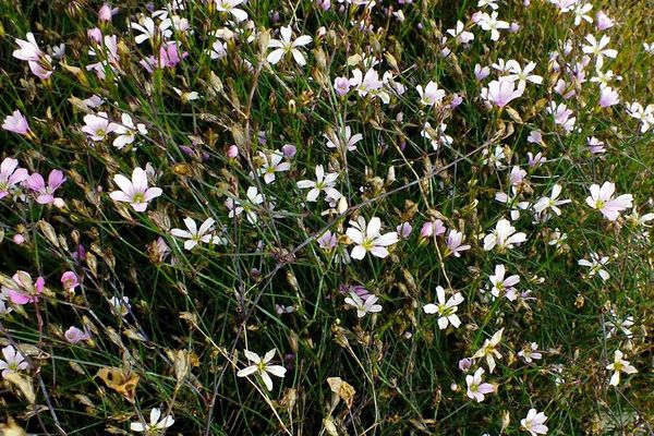 Saxifrage-pink