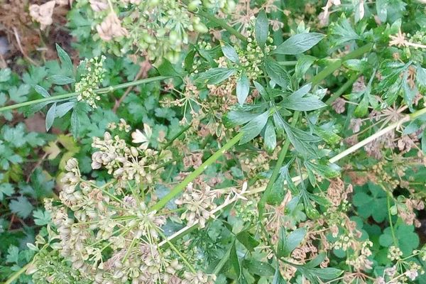 Garden parsley