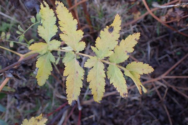 Peucedanum cervaria