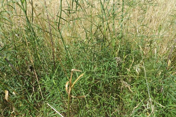 Peucedanum gallicum